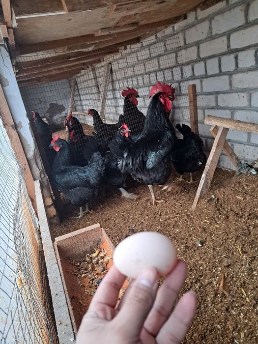 Gigant Qora Shaxzoda tuxumlari sotilodi