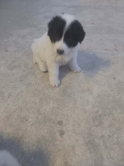 Каракачански кучанца