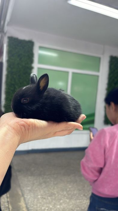 Кролики карликовые