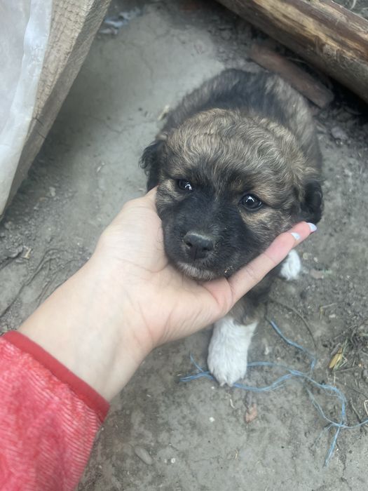 Donez cățeii pufosi