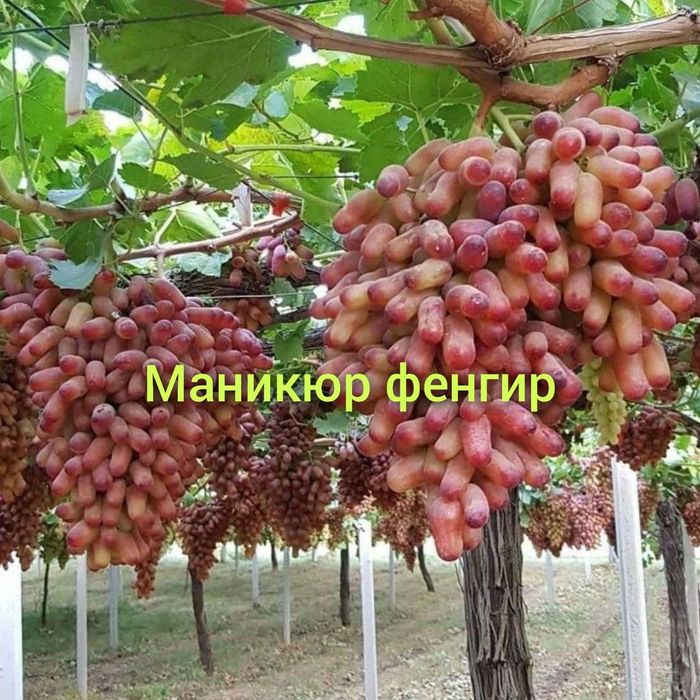 Optom Ko'chatlar navoiy xatirchida