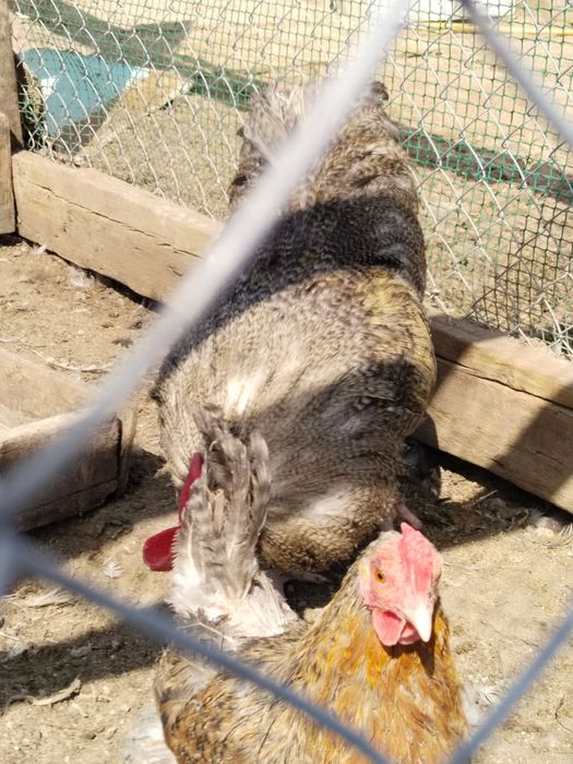 Продам яйца для инкубации