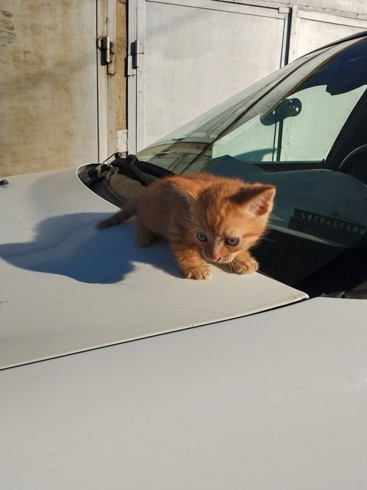 Котёнок ,котята мышилов