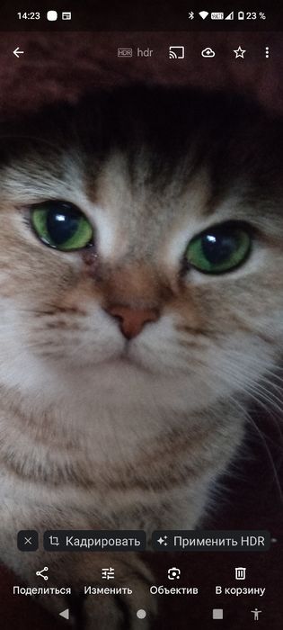 БританскиеКотята окрас шиншила