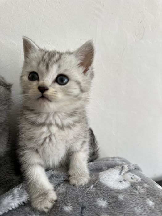 Продам шотладских котят