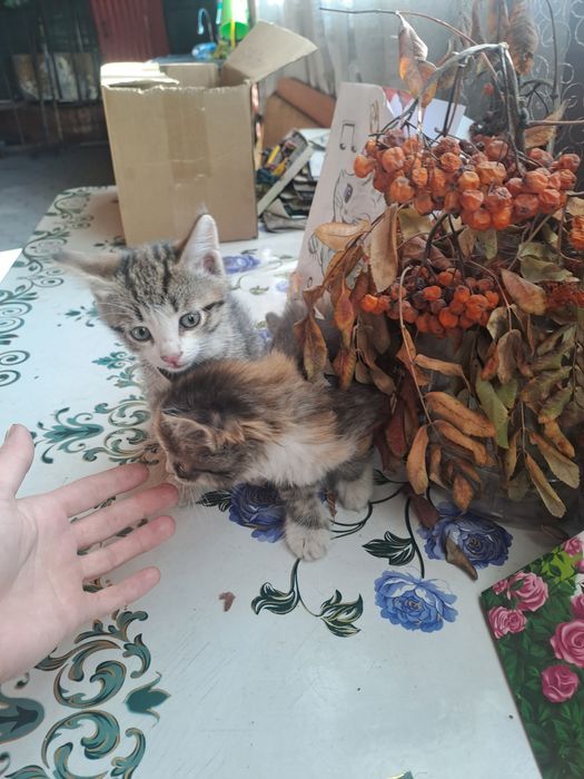 Отдам котят девочка и мальчик 2 месяца