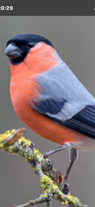 Певчие птицы красивые