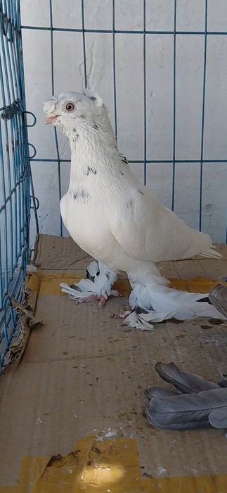 Голуби игровых кровей
