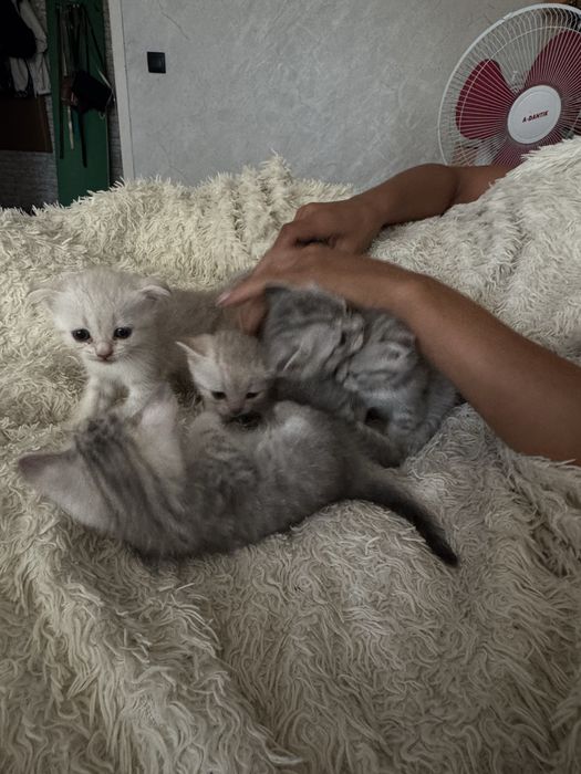 котята шотландские