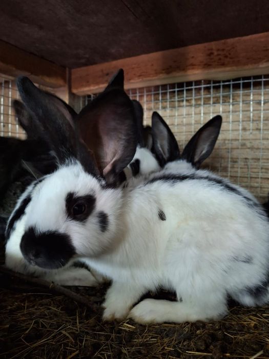 Продам домашних кроликов