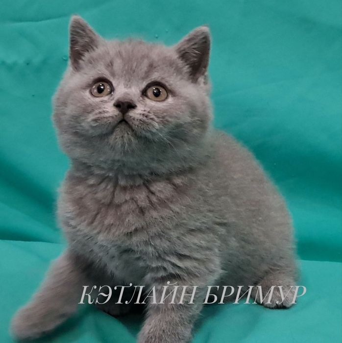 Британские котята!  Питомник!