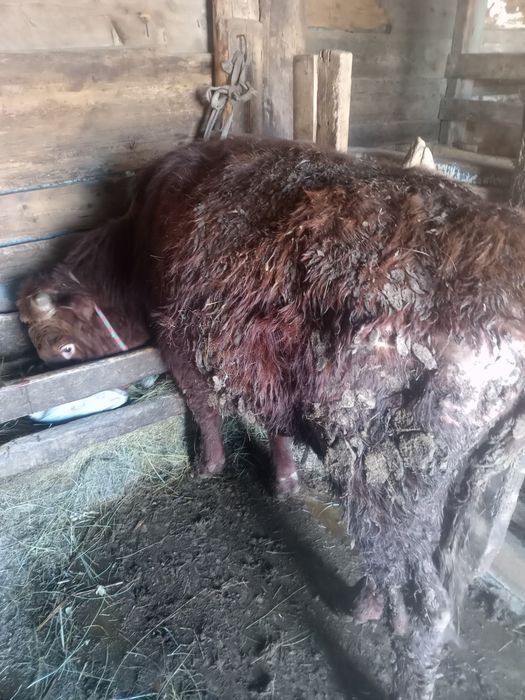 Продам быка на откорм