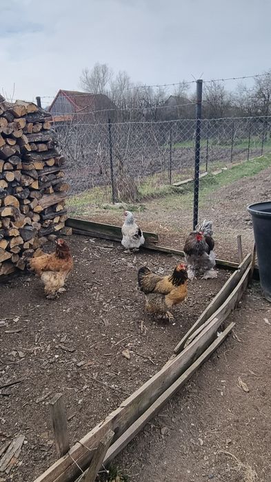 Ouă de la găini  Brahma pentru incubat