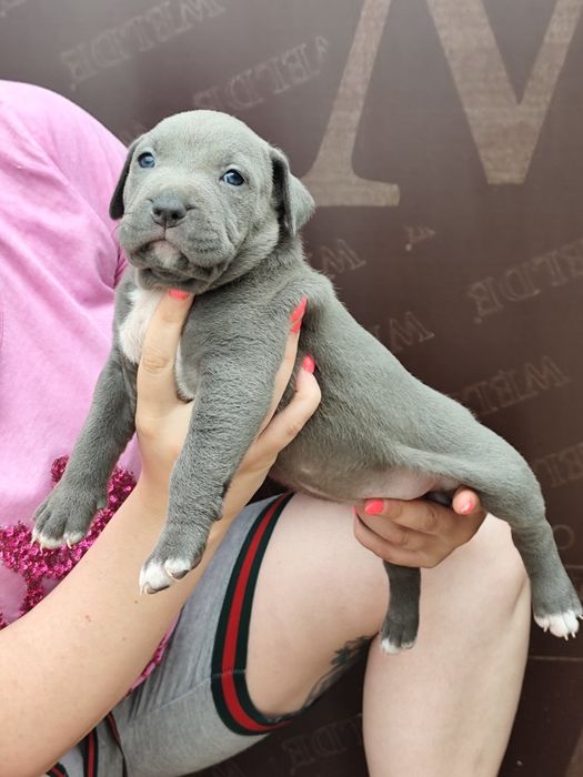 Американско Були Хл American bully Xl ABKC