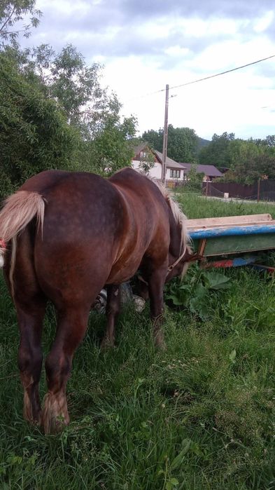 Vănd cal de de 4 ani bun  din ori ce punt de vedere