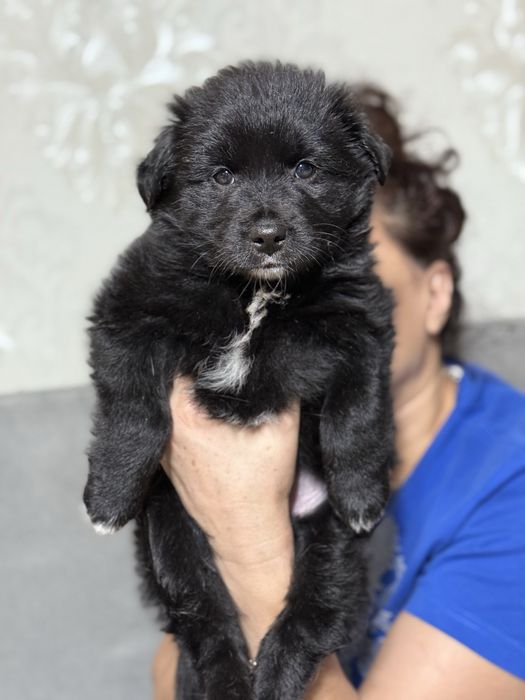 Отдам в добрые руки шенят