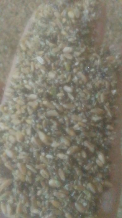 Отходы Отруби зерноотходы Полова Овес