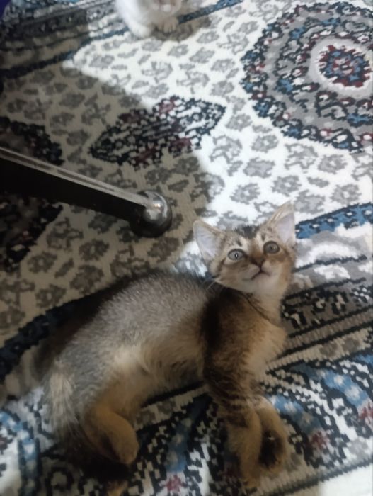 Продается котёнок девочка Скоттиш страйт.