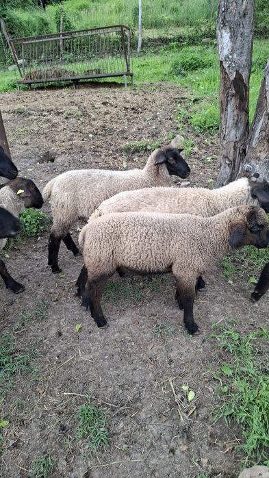 Mielute si berbecuti Suffolk