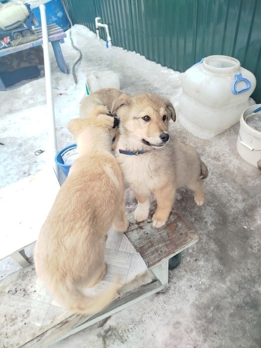 Отдам щенят сосновый бор