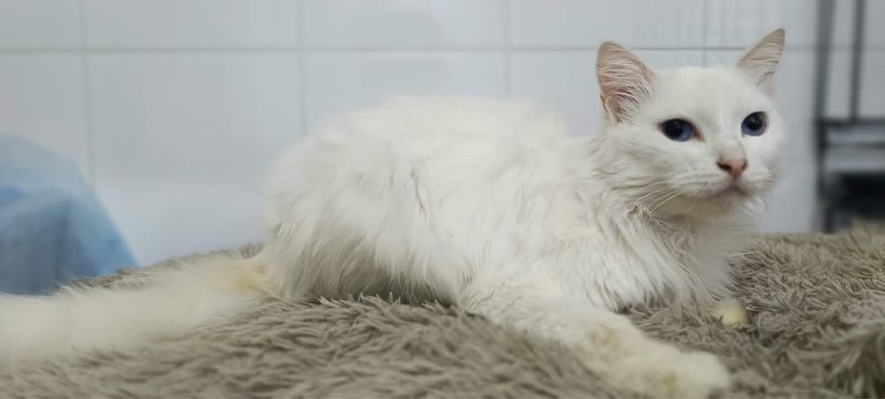 Кошка турецкая ангора в добрые руки