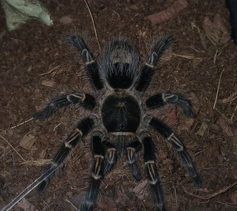 СРОЧНО! Продам паука-птицеед Grammostola pulchripes