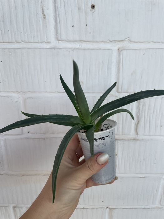 Алоэ вера, саженцы