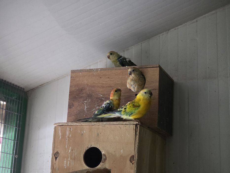 papagali amorezi/agapornis,nimfa,perus, cantator si colivii