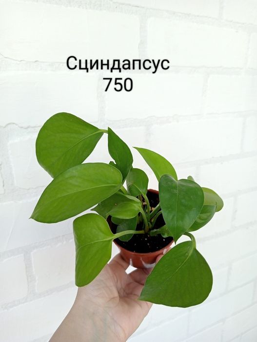 Продам комнатные цветы