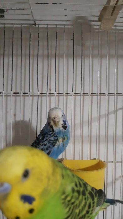 Valnisti papugay nolofka yowga tolgan