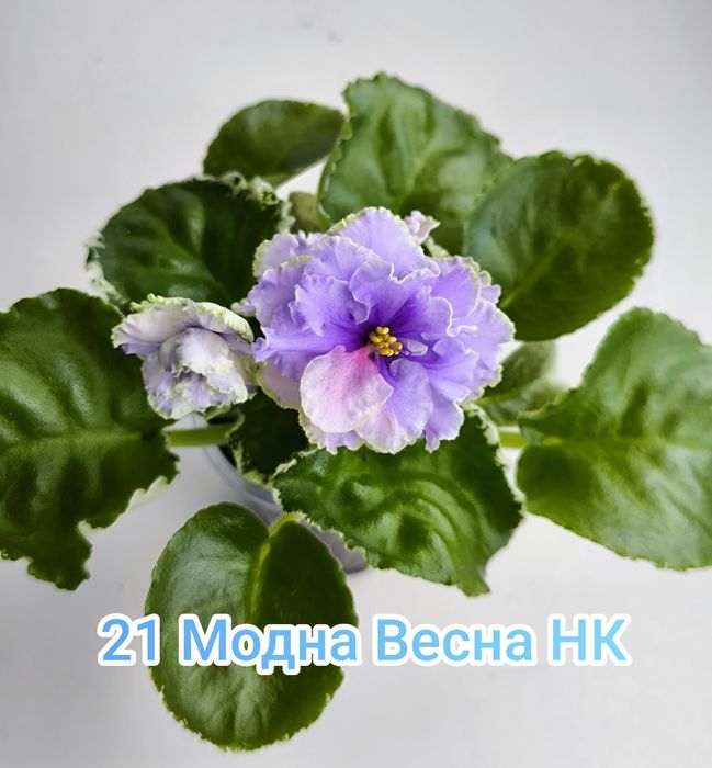 Фиалки   сортовые