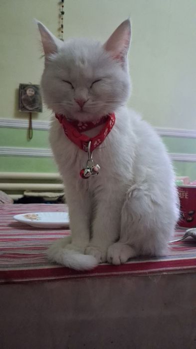 Белоснежные коты