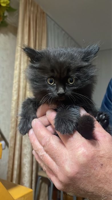 Котята мальчик и девочка бесплатно