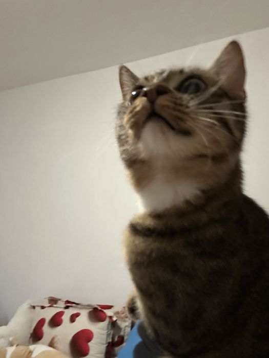 pusicute spre adoptie