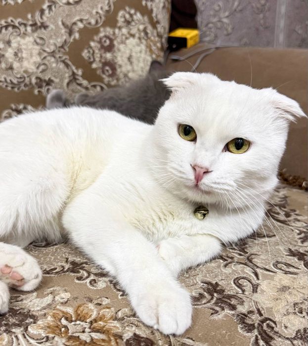 Скотиш Фолд оқ ўғил