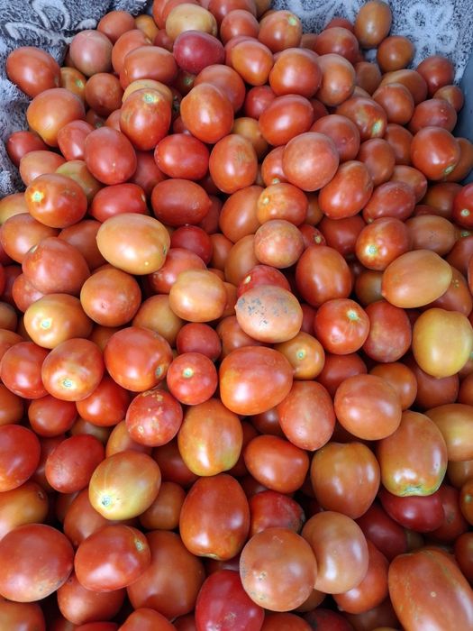 Продам помидорки