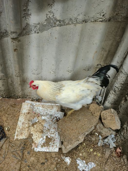 Домашний петух, крепкий