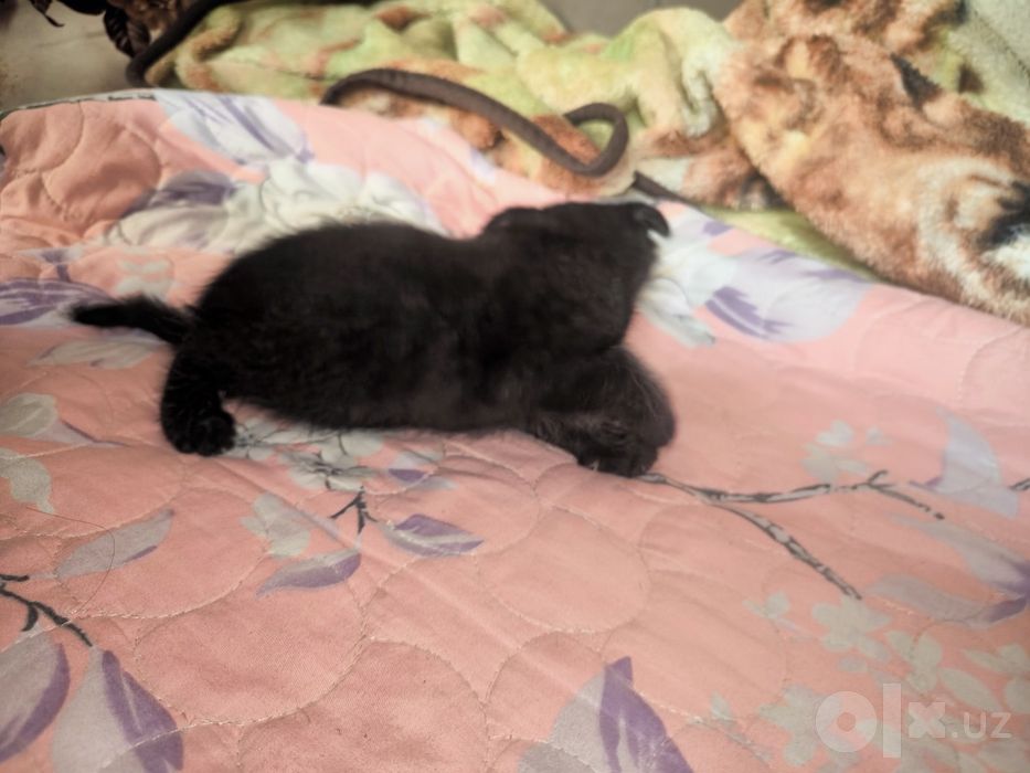 Вислоухий котенок скотиш фолд
