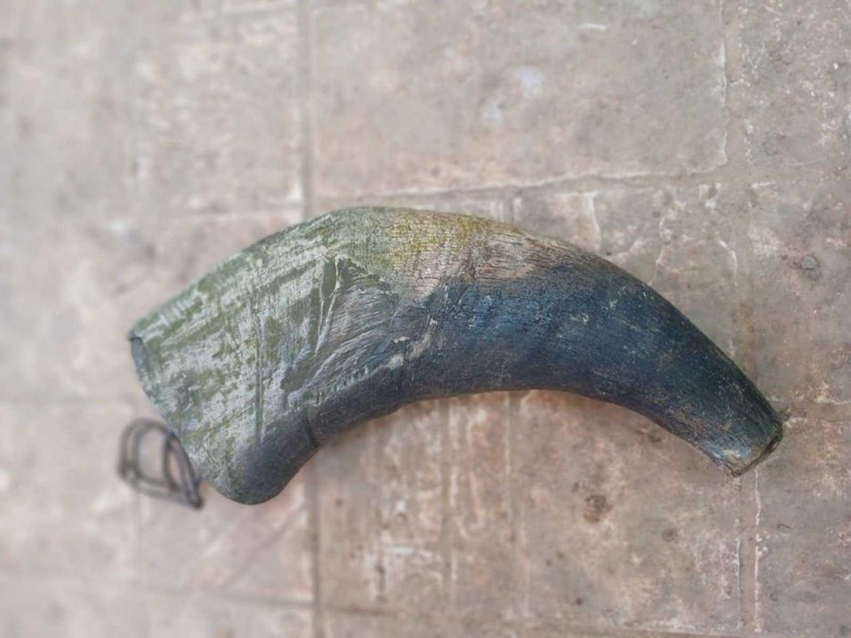 Биволски рог катраница