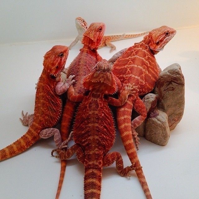 Бородатая агама морфа Red