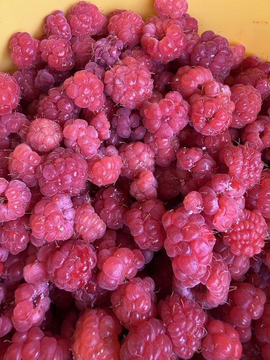 Продам малину домашнюю