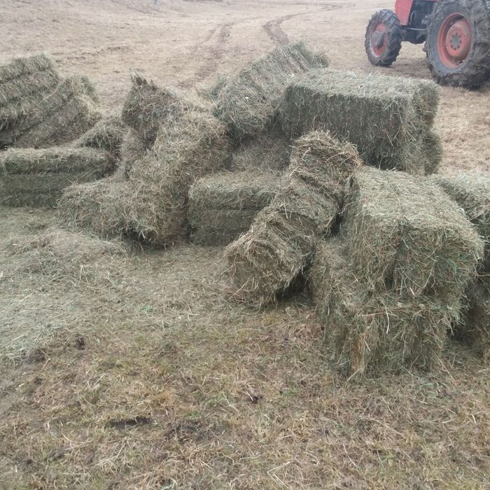 Baloți otavă  pt miei,viței