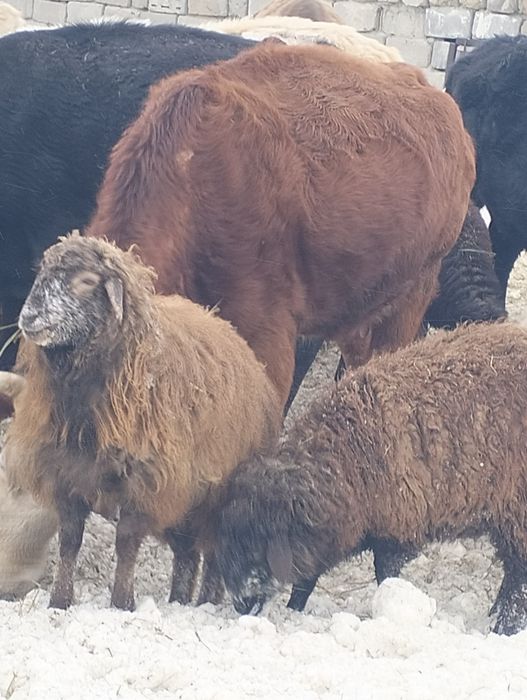 овцы тухтышки, годовалые