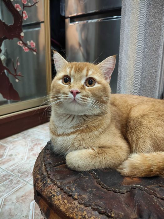 Кот для вязки в собственном замке