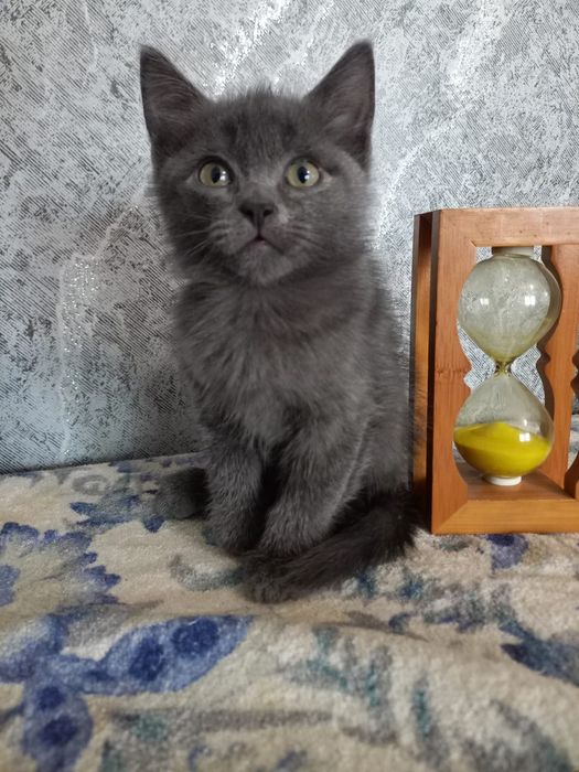 Отдам котят 1.5 месяца
