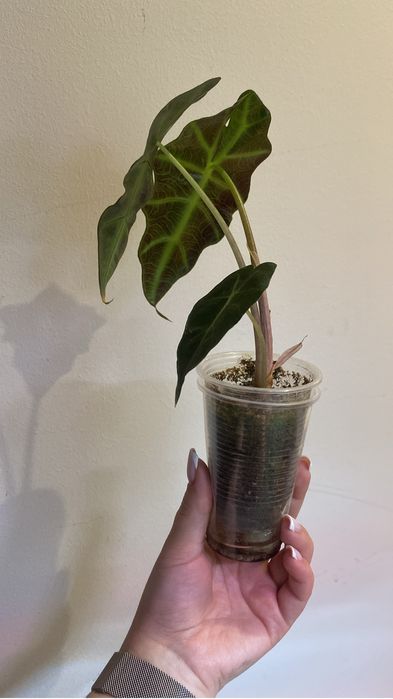 Детки алоказии Полли