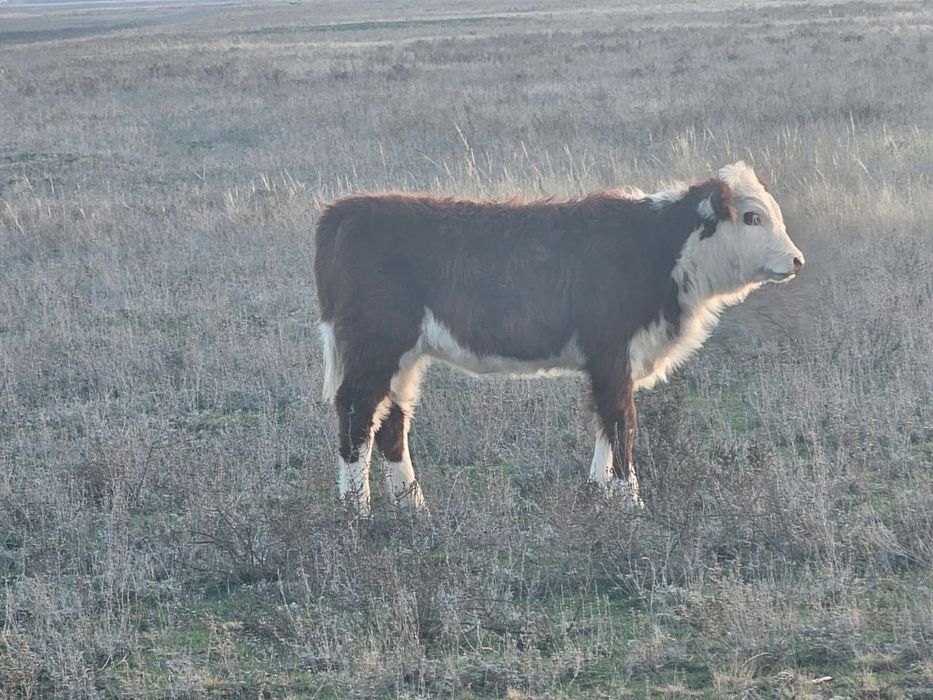 Ургашы подсос баспактар сатылады