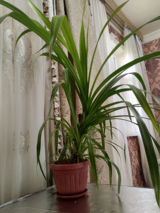 Ofis va uy uchun gullar