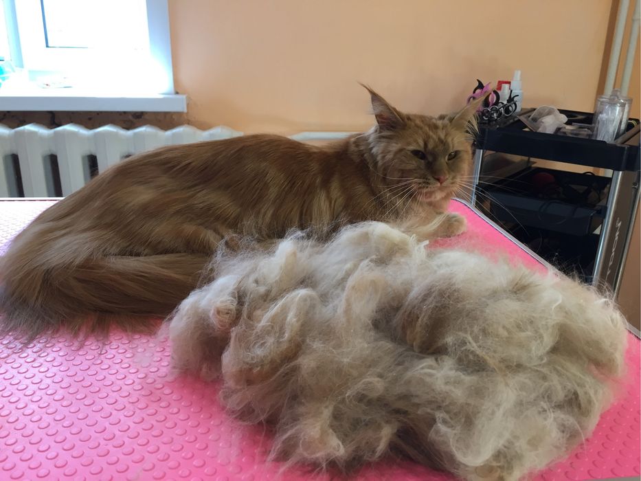 Экспресс-линька и профессиональное мытье кошек!