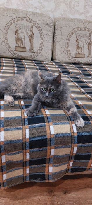 Отдам В добрые руки